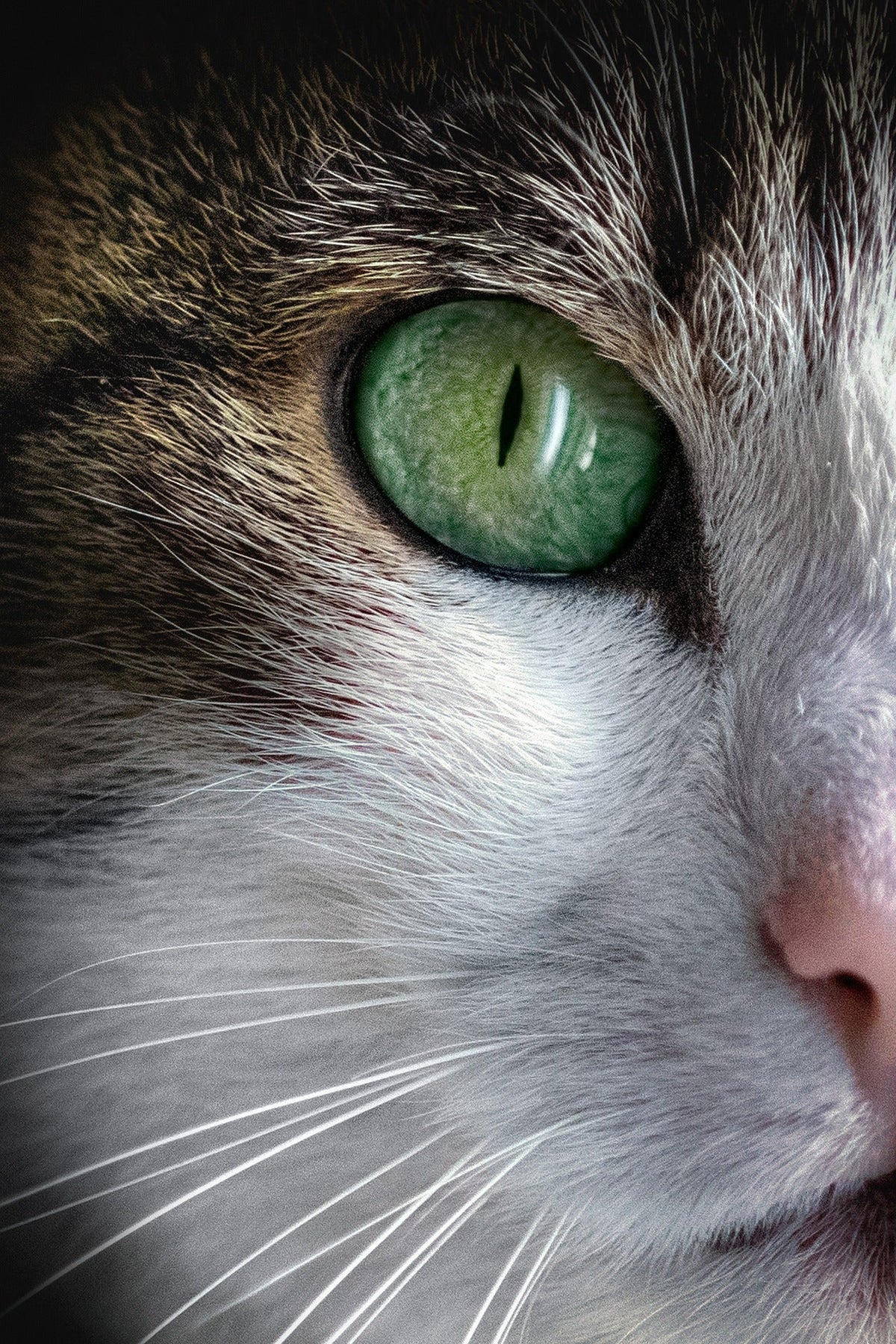 Katten